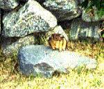 Our friend the ground squirrel