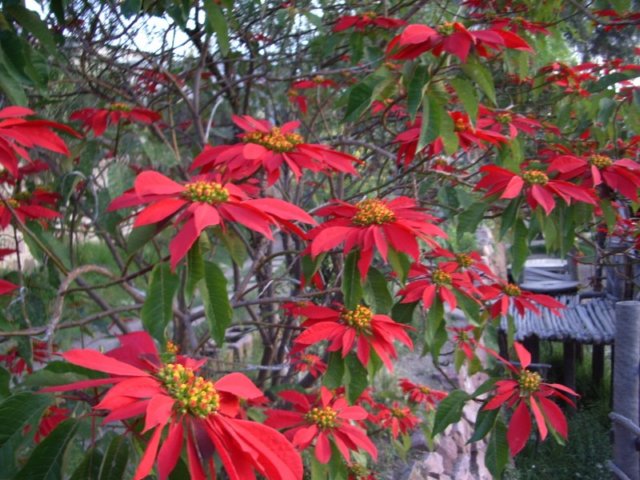 poinsettatree.jpg