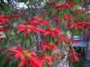 poinsettatree_small.jpg